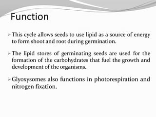 Function
This cycle allows seeds to use lipid as a source of energy
to form shoot and root during germination.
The lipid stores of germinating seeds are used for the
formation of the carbohydrates that fuel the growth and
development of the organisms.
Glyoxysomes also functions in photorespiration and
nitrogen fixation.
 