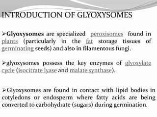 Glyoxysomes are specialized peroxisomes found in
plants (particularly in the fat storage tissues of
germinating seeds) and also in filamentous fungi.
glyoxysomes possess the key enzymes of glyoxylate
cycle (isocitrate lyase and malate synthase).
INTRODUCTION OF GLYOXYSOMES
Glyoxysomes are found in contact with lipid bodies in
cotyledons or endosperm where fatty acids are being
converted to carbohydrate (sugars) during germination.
 
