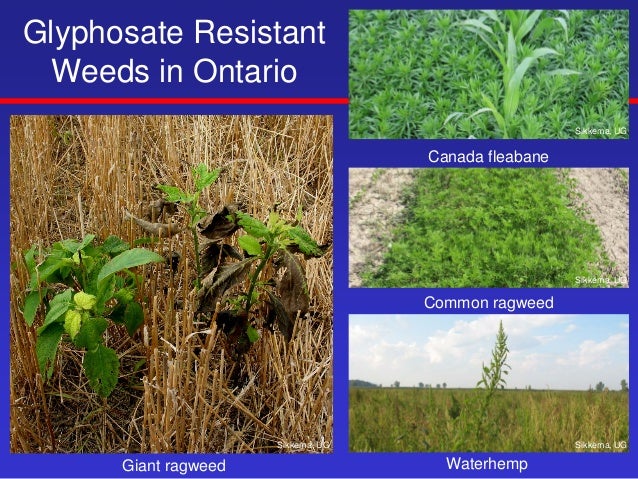 glyphosate resistance