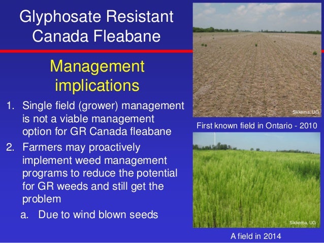 glyphosate resistance