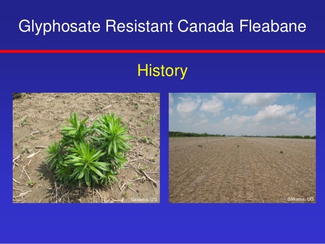 glyphosate resistance