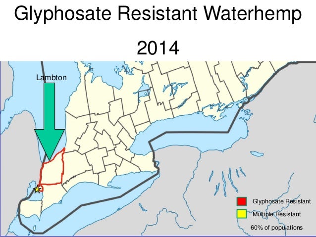glyphosate resistance