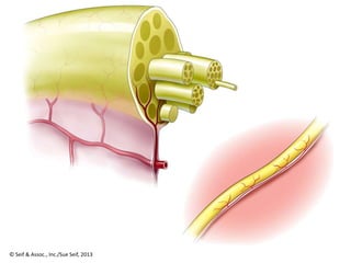 © Seif & Assoc., Inc./Sue Seif, 2013
 