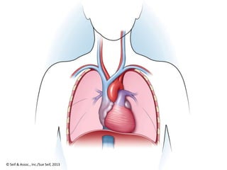 Ā© Seif & Assoc., Inc./Sue Seif, 2013