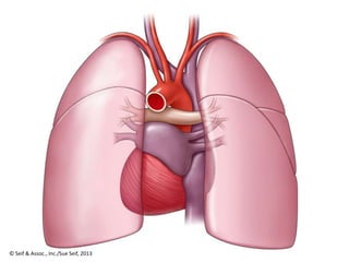 Ā© Seif & Assoc., Inc./Sue Seif, 2013