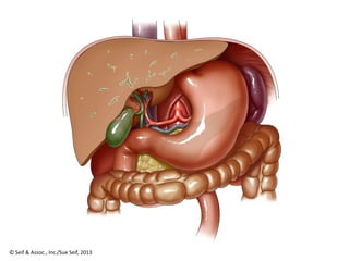 © Seif & Assoc., Inc./Sue Seif, 2013
 