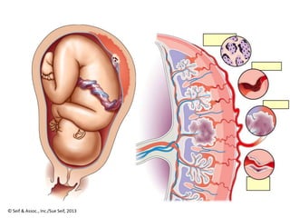 © Seif & Assoc., Inc./Sue Seif, 2013
 