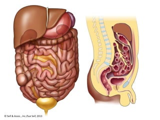 © Seif & Assoc., Inc./Sue Seif, 2013
 
