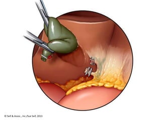 Ā© Seif & Assoc., Inc./Sue Seif, 2013