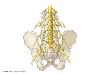 © Seif & Assoc., Inc./Sue Seif, 2013
 