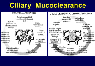 Ciliary Mucoclearance
 