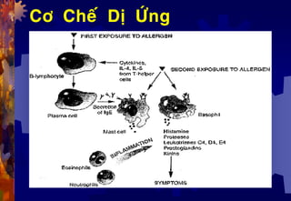 Cô Cheá Dò ÖÙng
 