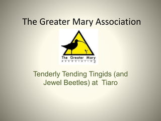 The Greater Mary Association
Tenderly Tending Tingids (and
Jewel Beetles) at Tiaro
 