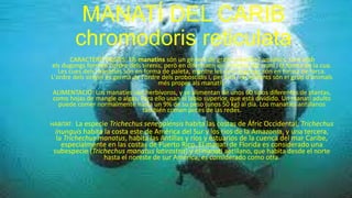 MANATÍ DEL CARIB
chromodoris reticulata
CARACTERÍSTIQUES: Els manatins són un gènere de grans mamífers aquàtics. Junt amb
els dugongs formen l'ordre dels sirenis, però en difereixen en la forma del crani i la forma de la cua.
Les cues dels manatins són en forma de paleta, mentre les dels dugongs són en forma de forca.
L'ordre dels sirenis és germà de l'ordre dels proboscidis i, per tant, els elefants són el grup d'animals
més proper als manatís.
ALIMENTACIÓ: Los manatíes son herbívoros, y se alimentan de unos 60 tipos diferentes de plantas,
como hojas de mangle o algas. Para ello usan el labio superior, que está dividido. Un manatí adulto
puede comer normalmente hasta un 9% de su peso (unos 50 kg) al día. Los manatíes antillanos
también comen peces de las redes.
HABITAT: La especie Trichechus senegalensis habita las costas de Áfric Occidental; Trichechus
inunguis habita la costa este de América del Sur y los ríos de la Amazonia, y una tercera,
la Trichechus manatus, habita las Antillas y ríos y estuarios de la cuenca del mar Caribe,
especialmente en las costas de Puerto Rico. El manatí de Florida es considerado una
subespecie (Trichechus manatus latirostris) y el manatí antillano, que habita desde el norte
hasta el noreste de sur América, es considerado como otra
 