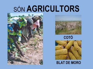 SÓN   AGRICULTORS COTÓ BLAT DE MORO 