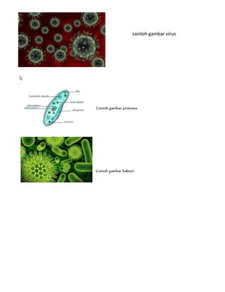 contoh gambar virus
Contoh gambar protozoa
Contoh gambar bakteri
 