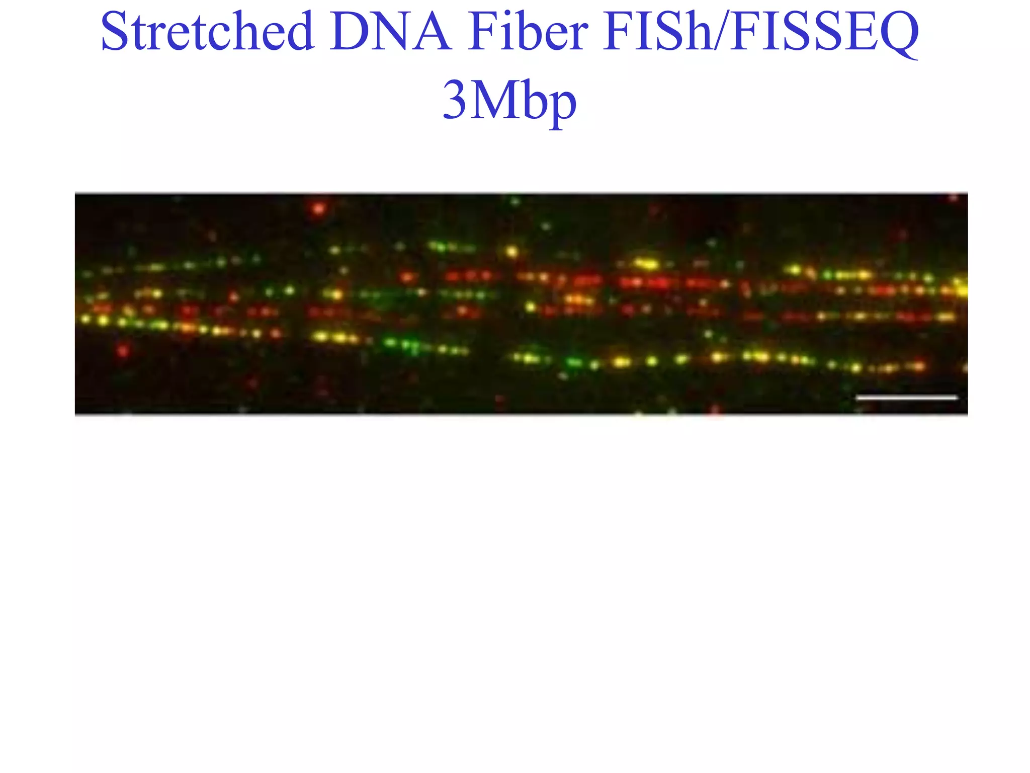Stretched DNA Fiber FISh/FISSEQ
             3Mbp
 