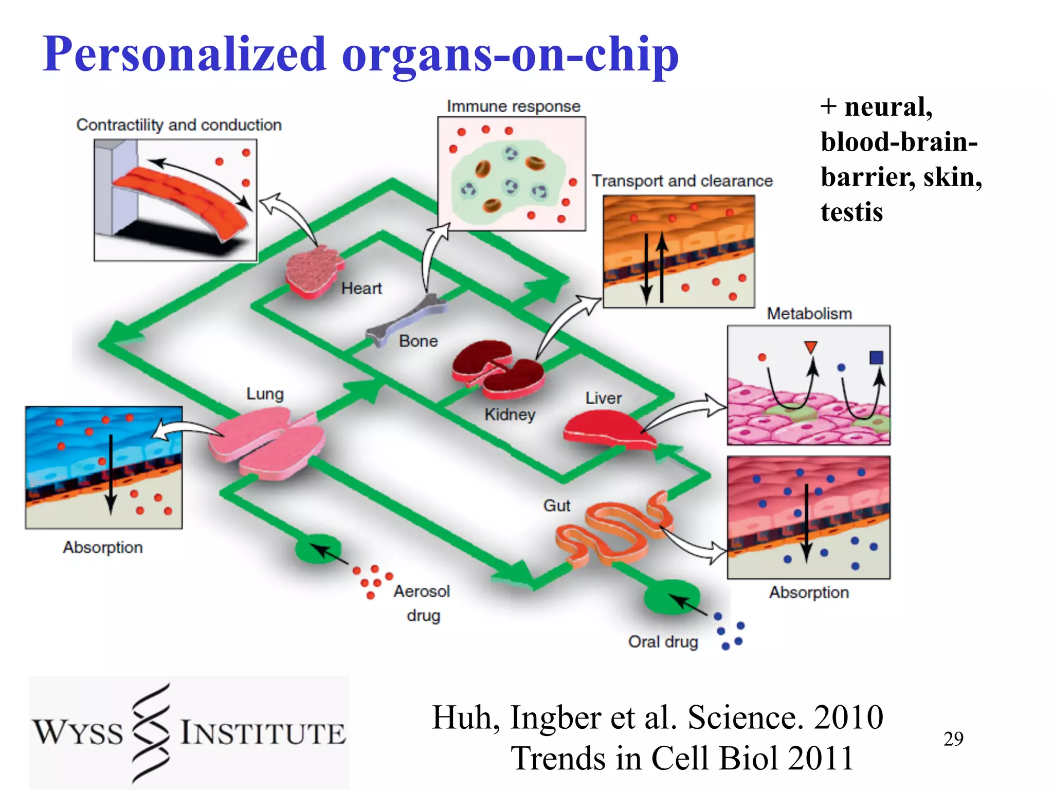 Personalized organs-on-chip
                                           + neural,
                                           blood-brain-
                                           barrier, skin,
                                           testis




                Huh, Ingber et al. Science. 2010     29
                     Trends in Cell Biol 2011
 