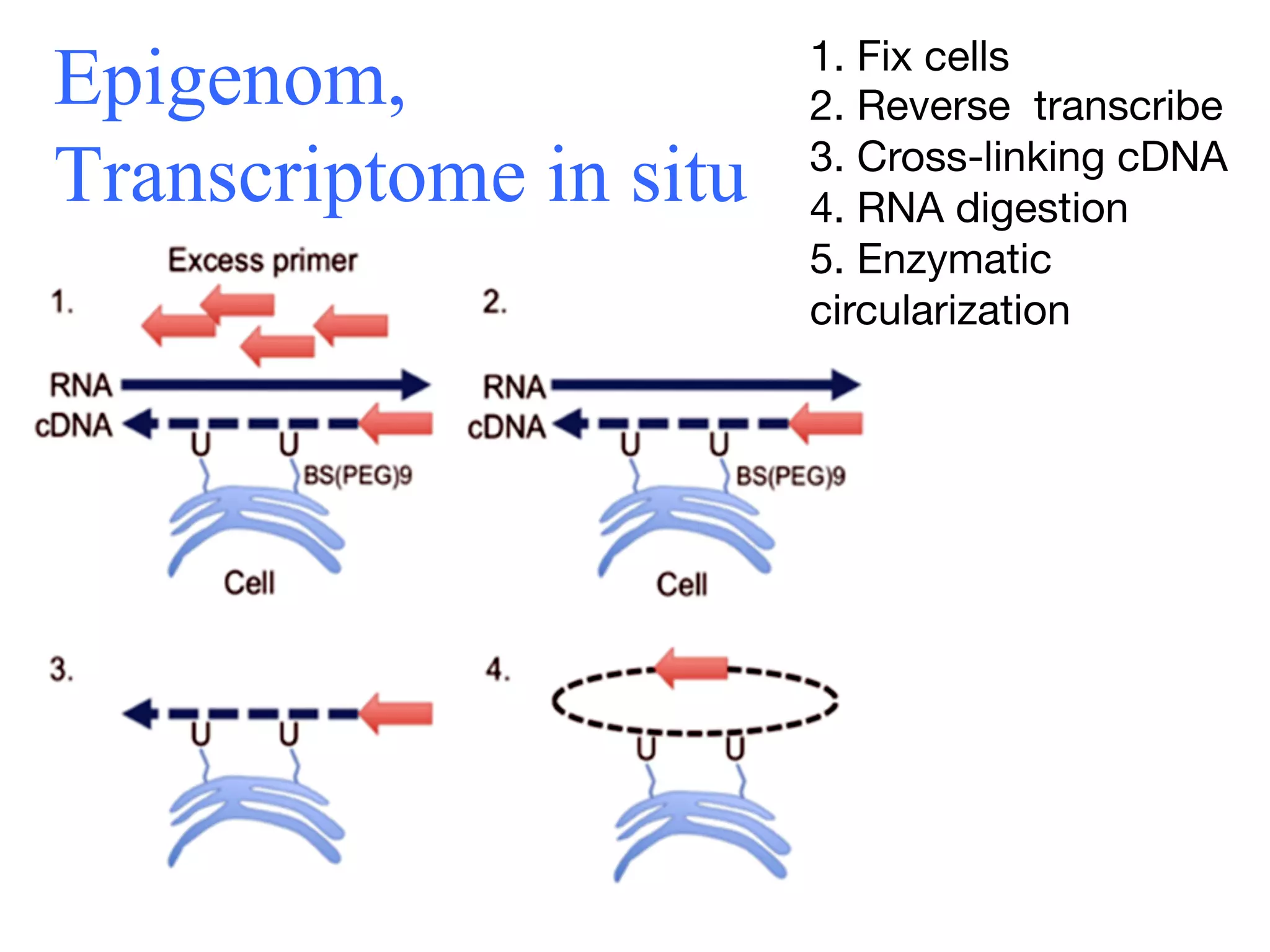 1. Fix cells
Epigenom,               2. Reverse transcribe
Transcriptome in situ   3. Cross-linking cDNA
                        4. RNA digestion
                        5. Enzymatic 
                        circularization
 