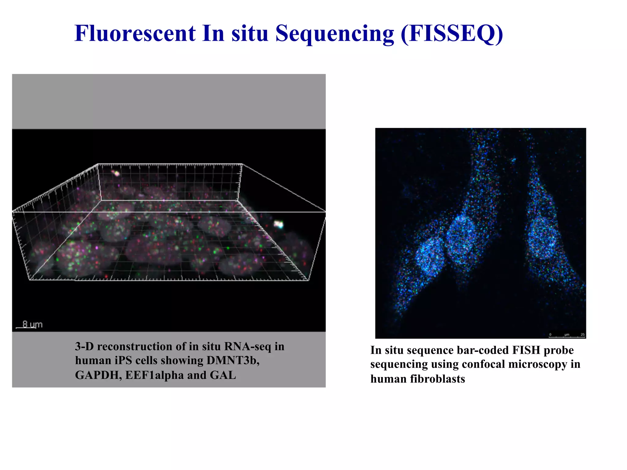 Fluorescent In situ Sequencing (FISSEQ)




3-D reconstruction of in situ RNA-seq in   In situ sequence bar-coded FISH probe
human iPS cells showing DMNT3b,            sequencing using confocal microscopy in
GAPDH, EEF1alpha and GAL                   human fibroblasts
 