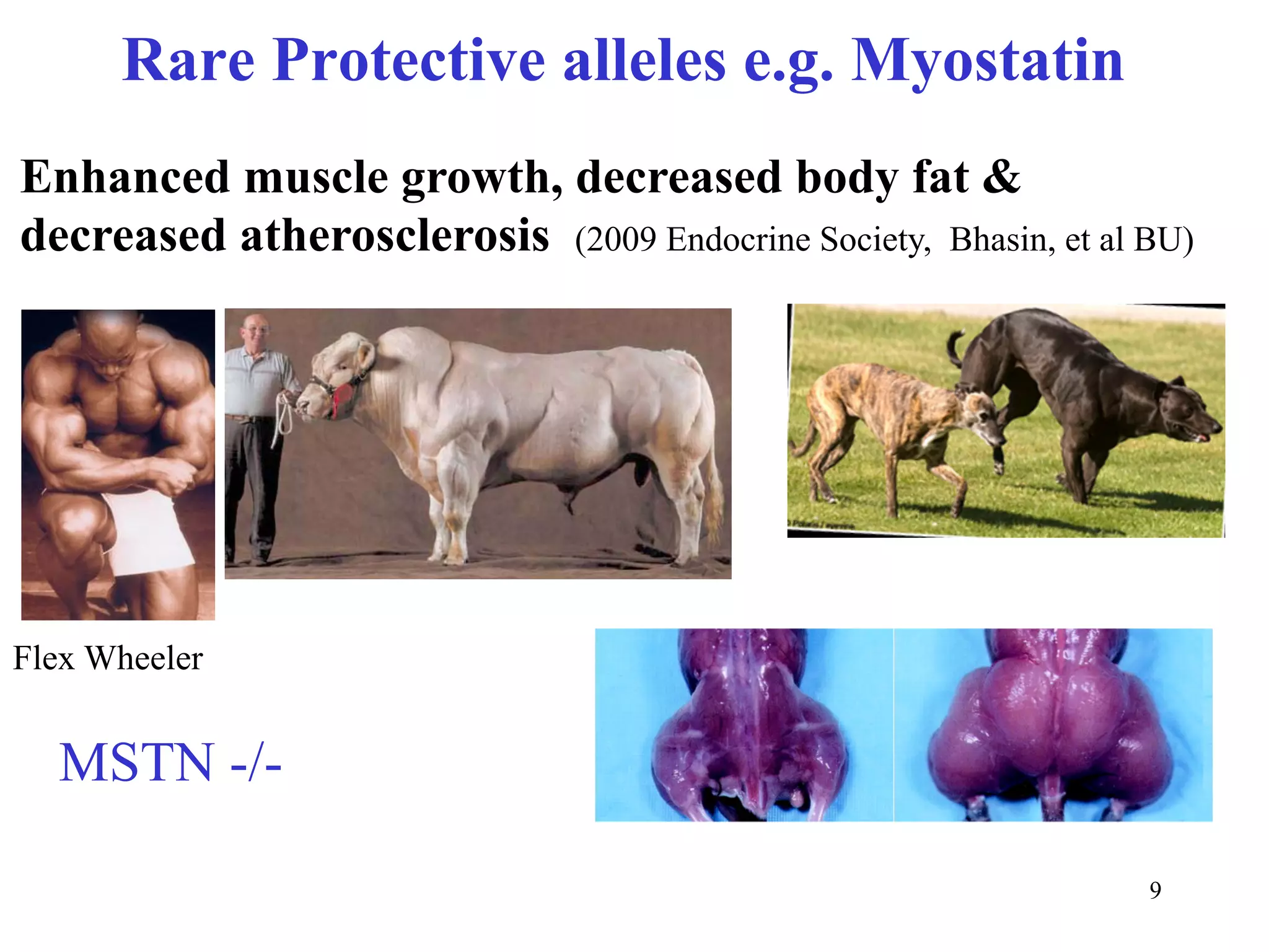 Rare Protective alleles e.g. Myostatin
Enhanced muscle growth, decreased body fat &
decreased atherosclerosis (2009 Endocrine Society, Bhasin, et al BU)




Flex Wheeler


  MSTN -/-

                                                                 9
 