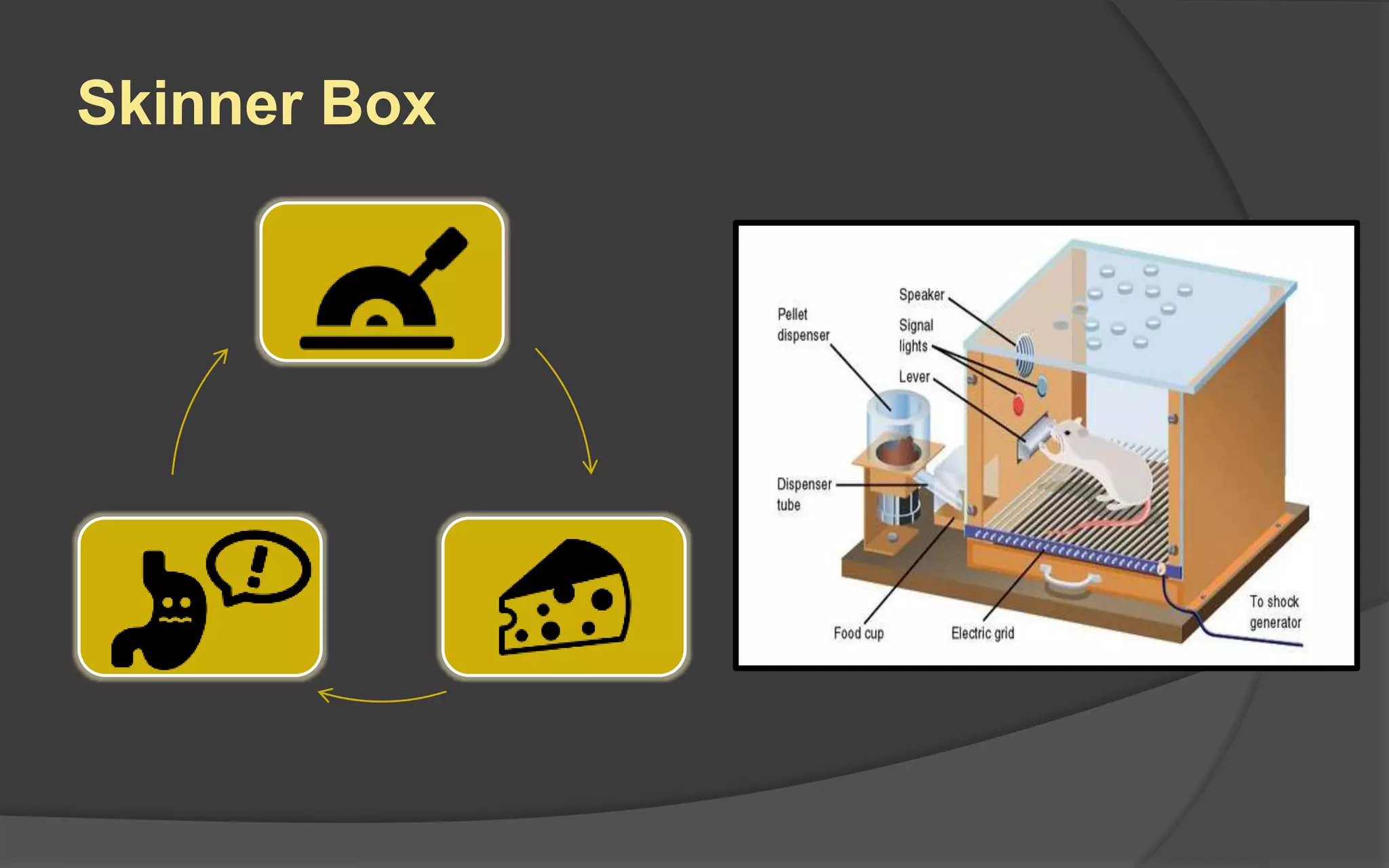 Skinner Box
 