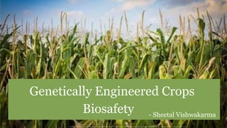 - Sheetal Vishwakarma
Genetically Engineered Crops
Biosafety
 