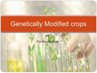 BY:
Varsha chauhan
Genetically Modified crops
 