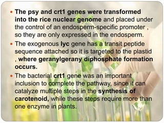  The psy and crt1 genes were transformed
into the rice nuclear genome and placed under
the control of an endosperm-specific promoter ,
so they are only expressed in the endosperm.
 The exogenous lyc gene has a transit peptide
sequence attached so it is targeted to the plastid
, where geranylgerany diphosphate formation
occurs.
 The bacterial crt1 gene was an important
inclusion to complete the pathway, since it can
catalyze multiple steps in the synthesis of
carotenoid, while these steps require more than
one enzyme in plants.
 