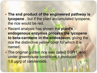  The end product of the engineered pathway is
lycopene , but if the plant accumulated lycopene,
the rice would be red.
 Recent analysis has shown the plant's
endogenous enzymes process the lycopene
to beta-carotene in the endosperm, giving the
rice the distinctive yellow color for which it is
named.
 The original golden rice was called SGR1, and
under greenhouse conditions it produced
1.6 µg/g of carotenoids.
 