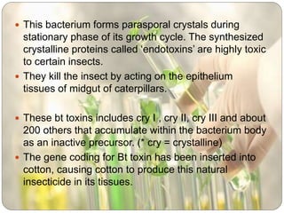  This bacterium forms parasporal crystals during
stationary phase of its growth cycle. The synthesized
crystalline proteins called ‘endotoxins’ are highly toxic
to certain insects.
 They kill the insect by acting on the epithelium
tissues of midgut of caterpillars.
 These bt toxins includes cry I , cry II, cry III and about
200 others that accumulate within the bacterium body
as an inactive precursor. (* cry = crystalline)
 The gene coding for Bt toxin has been inserted into
cotton, causing cotton to produce this natural
insecticide in its tissues.
 
