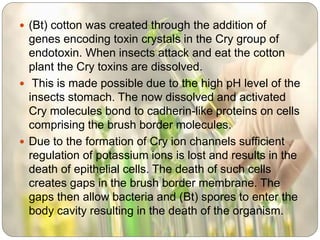  (Bt) cotton was created through the addition of
genes encoding toxin crystals in the Cry group of
endotoxin. When insects attack and eat the cotton
plant the Cry toxins are dissolved.
 This is made possible due to the high pH level of the
insects stomach. The now dissolved and activated
Cry molecules bond to cadherin-like proteins on cells
comprising the brush border molecules.
 Due to the formation of Cry ion channels sufficient
regulation of potassium ions is lost and results in the
death of epithelial cells. The death of such cells
creates gaps in the brush border membrane. The
gaps then allow bacteria and (Bt) spores to enter the
body cavity resulting in the death of the organism.
 