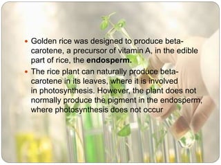  Golden rice was designed to produce beta-
carotene, a precursor of vitamin A, in the edible
part of rice, the endosperm.
 The rice plant can naturally produce beta-
carotene in its leaves, where it is involved
in photosynthesis. However, the plant does not
normally produce the pigment in the endosperm,
where photosynthesis does not occur
 