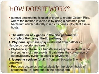 HOW DOES IT WORK?
 genetic engineering is used in order to create Golden Rice,
where the method involved is by using a common plant
bacterium which naturally inserts its genes into plant tissue
hosts.
 The addition of 2 genes in the rice genome will
complete the biosynthetic pathway
1. Phytoene synthase (psy) – derived from daffodils (
Narcissus pseudonarcissus )
 Phytoene synthase is a transferase enzyme involved in the
biosynthesis of carotenoids. It catalyzes the conversion of
geranylgerany pyrophosphate to phytoene.
2. lycopene cyclase (crt1) – from soil bacteria Erwinia
uredovora
 Produces enzymes and catalysts for the biosynthesis of
carotenoids ( β -carotene) in the endosperm
 