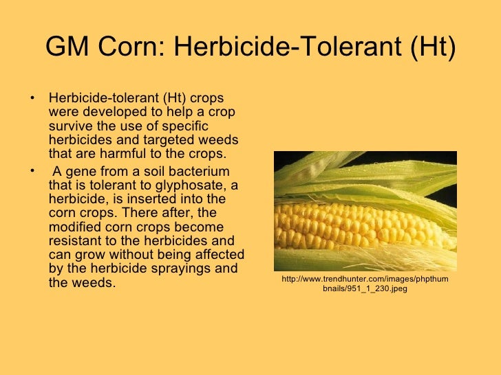 Major Modified Crops