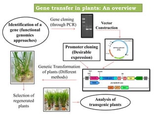 GM crops | PPT
