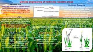 Genetic engineering of herbicide resistant crops
INTRODUCTION
Weeds are unwanted & useless plants
that grow along with the crop plants .
Weeds compete with the crops for light
& nutrients, besides harboring various
pathogens . So it is estimated that the
worlds crop yield is reduced by 10 – 15
% due to the presence of weeds. To
tackle the problem of weeds , modern
agriculture has developed a wide range
of weed killers ( herbicides ) .
Herbicides are broad spectrum as they
can kill wide range of weeds.
MECHANISM
Glyphosate competes with the phosphoenolpyruvate in
the EPSPS catalyzed synthesis of
enolpyruvylshikimate-3- phosphate and inhibits
synthesis of tryptophan, tyrosine and phenylalanine.
EPSPS- Enolpyruvylshikimate-3- phosphate synthase
The 1st crops to be engineered for glyphosate
resistance were produced by Monsanto Co. and called
“Roundup Ready”.
ADVANTAGES
Broad spectrum of weeds controlled
• Reduced crop injury • Reduced
herbicide carryover • New mode of
action for resistance management •
Crop management flexibility and
simplicity • Use of herbicides that
are more environmentally friendly
DISADVANTAGES
Mammalian toxicity
• Eco toxicity
• Weeds become super weeds •
Reduced crop yield
• Creates soil and air pollution
Herbicide Tolerance
Over 63% of Gm crops grown globally
have herbicide tolerance traits.
Herbicide tolerance is achieved
through the introduction of a gene
from a bacterium conveying
resistance to some herbicides. In
situations where weed pressure is
high, the use of such crops has
resulted in a reduction in the quantity
of the herbicides used.
 