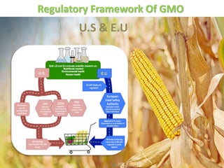 Gm crops and its environmental feasibilty | PPTX