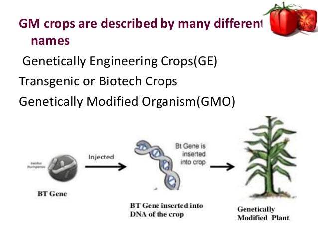 controversies of genetically modified crops Roundup ready crops there is a great deal of controversy surrounding monsanto the fda does not require that genetically modified food seeds be proved safe. controversies of genetically modified crops Roundup ready crops there is a great deal of controversy surrounding monsanto the fda does not require that genetically modified food seeds be proved safe.