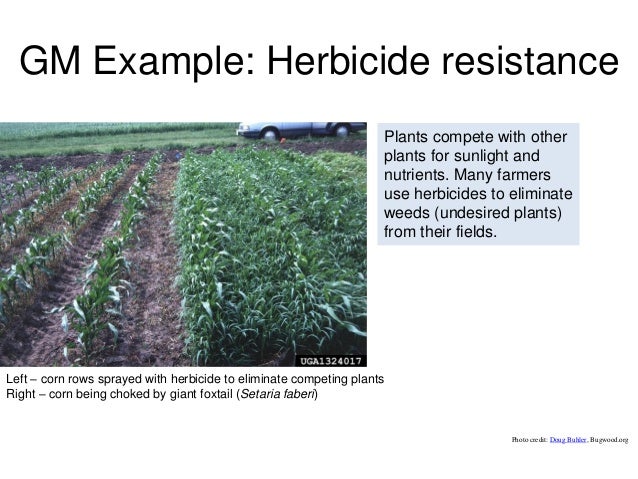 GM crops now and in the future Uganda November 2012