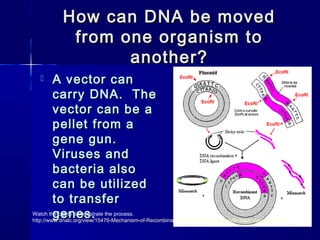 How can DNA be movedHow can DNA be moved
from one organism tofrom one organism to
another?another?
 A vector canA vector can
carry DNA. Thecarry DNA. The
vector can be avector can be a
pellet from apellet from a
gene gun.gene gun.
Viruses andViruses and
bacteria alsobacteria also
can be utilizedcan be utilized
to transferto transfer
genes.genes.Watch the clip to demonstrate the process.
http://www.dnalc.org/view/15476-Mechanism-of-Recombination-3D-animation-with-with-basic-narration.html
 
