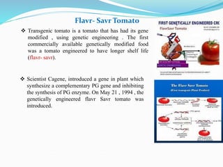 Flavr- Savr Tomato
 Transgenic tomato is a tomato that has had its gene
modified , using genetic engineering . The first
commercially available genetically modified food
was a tomato engineered to have longer shelf life
(flavr- savr).
 Scientist Cagene, introduced a gene in plant which
synthesize a complementary PG gene and inhibiting
the synthesis of PG enzyme. On May 21 , 1994 , the
genetically engineered flavr Savr tomato was
introduced.
 