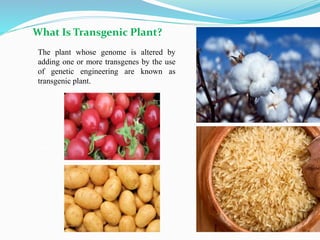 What Is Transgenic Plant?
The plant whose genome is altered by
adding one or more transgenes by the use
of genetic engineering are known as
transgenic plant.
 