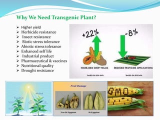Why We Need Transgenic Plant?
 Higher yield
 Herbicide resistance
 Insect resistance
 Biotic stress tolerance
 Abiotic stress tolerance
 Enhanced self life
 Industrial product
 Pharmaceutical & vaccines
 Nutritional quality
 Drought resistance
 