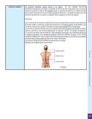 GUÍAMETODOLÓGICADEEDUCACIÓNFÍSICA - PrimerCiclo
231
Leccion 3, sesión 3 La columna vertebral, espina dorsal o el raquis: Es una compleja estructura
osteofibrocartilaginosa articulada y resistente, en forma de tallo longitudinal, que constituye
la porción posterior e inferior del esqueleto axial. La columna vertebral es un órgano​situado
(en su mayor extensión) en la parte media y posterior del tronco, y va desde la cabeza (a la cual
sostiene), pasando por el cuello y la espalda, hasta la pelvis a la cual le da soporte.
Funciones:
Las funciones de la columna vertebral son varias, principalmente interviene como elemento
de sostén estático y dinámico, proporciona protección a la médula espinal recubriéndola, y es
uno de los factores que ayudan a mantener el centro de gravedad de los vertebrados.
La columna vertebral es la estructura principal de soporte del esqueleto que protege la médula
espinal y permite al ser humano desplazarse en posición “de pie”, sin perder el equilibrio.
La columna vertebral está formada por siete vértebras cervicales, doce vértebras torácicas
o vértebras dorsales, cinco vértebras lumbares inferiores soldadas al sacro, y tres a cinco
vértebras soldadas a la “cola” o cóccix. Entre las vértebras también se encuentran unos tejidos
llamados discos intervertebrales que le dan mayor flexibilidad.
La columna vertebral sirve también de soporte para el cráneo.
Ejemplos de imágenes para la ilustración
 