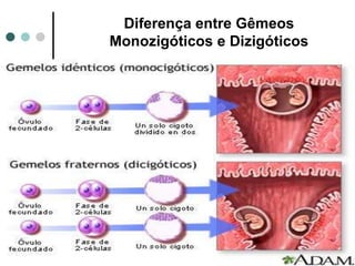 Gêmeos.4.4ºbim | PPTX