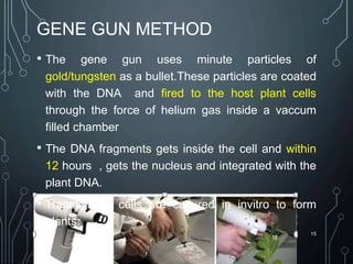 GENE GUN METHOD
• The gene gun uses minute particles of
gold/tungsten as a bullet.These particles are coated
with the DNA and fired to the host plant cells
through the force of helium gas inside a vaccum
filled chamber
• The DNA fragments gets inside the cell and within
12 hours , gets the nucleus and integrated with the
plant DNA.
• Transformed cells are cultured in invitro to form
plants.
15
 