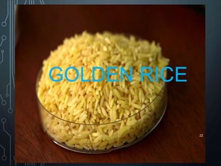 GOLDEN RICE
22
 