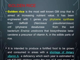 GOLDEN RICE
• Golden rice is the most well known GM crop that is
aimed at increasing nutrient value. It has been
engineered with t genes psy phytoene synthase
from daffodil (Narcissus pseudonarcissus)
crtI (phytoene desaturase from the soil
bacterium Erwinia uredovora that biosynthesise beta-
carotene a precursor of vitamin A, in the edible parts of
rice.
• It is intended to produce a fortified food to be grown
and consumed in areas with a shortage of dietary
vitamin A, a deficiency which each year is estimated to
23
 