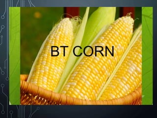 BT CORN
27
 
